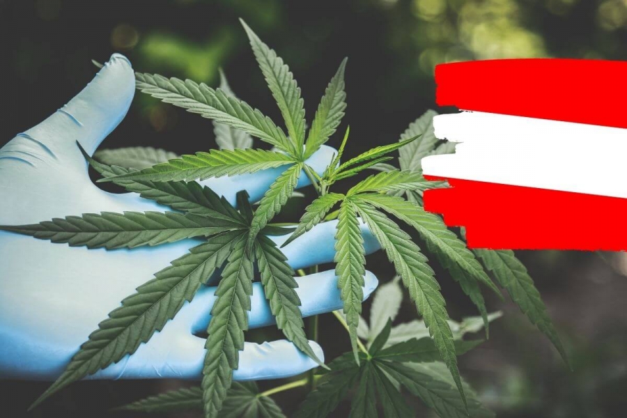 CBD �l Hanfama