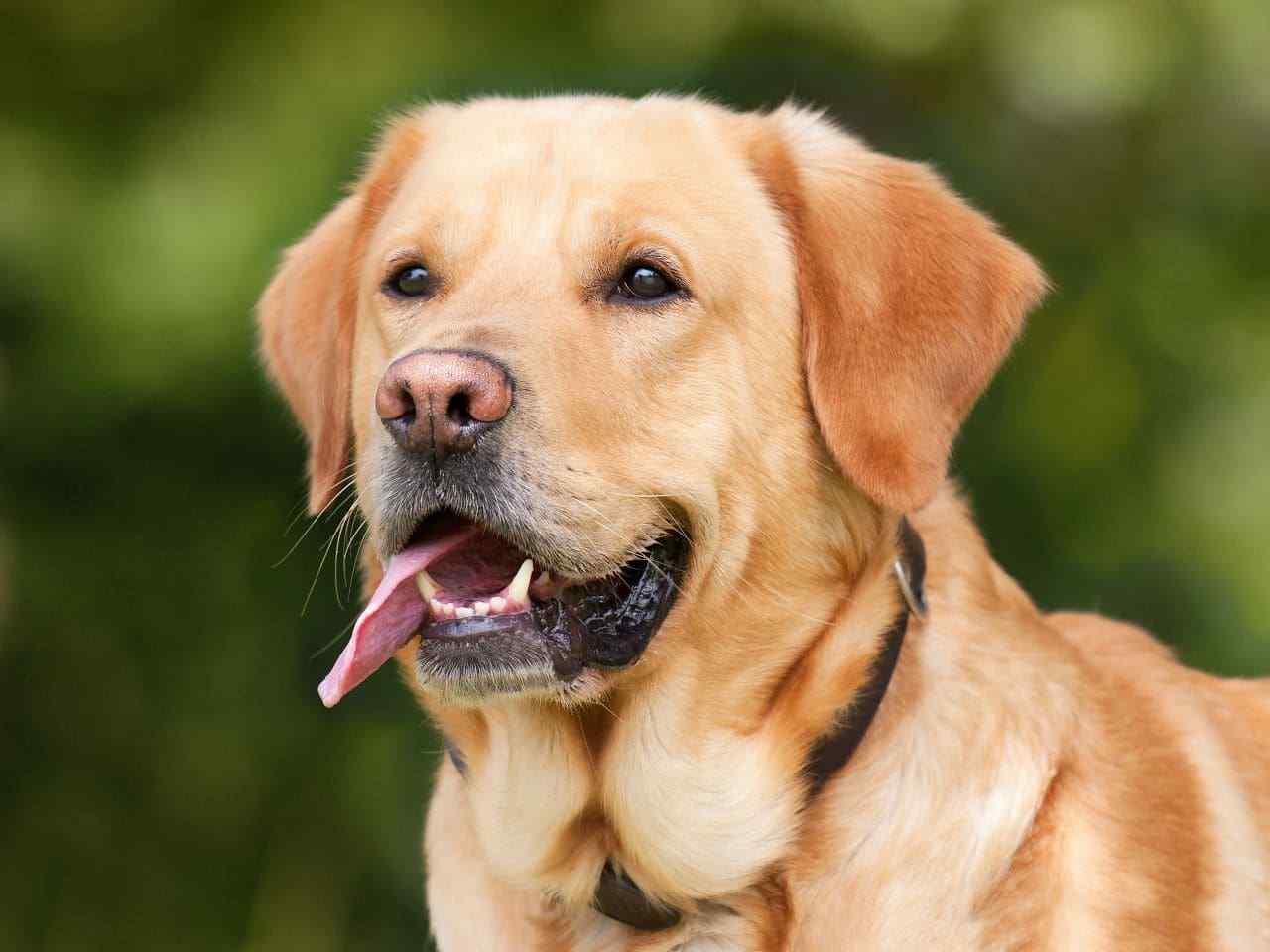Hundesteuer: Wird die Abgabe für Hundebesitzer bald abgeschafft? Hundesteuer: Wird die Abgabe für Hundebesitzer bald abgeschafft?