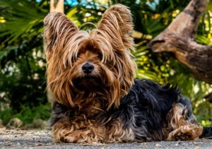 Yorkshire-Terrier Hund