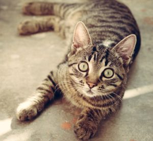 Katzenversicherung vergleichen in Österreich